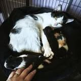 Chat kum kum à l adoption #3