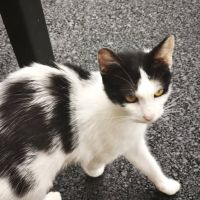 Chat kum kum à l adoption #0