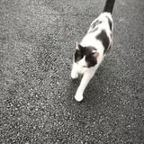 Chat kum kum à l adoption #2
