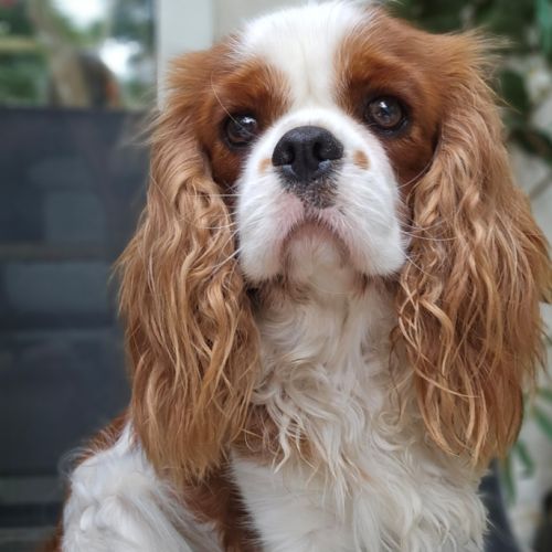 Magnifique cavalier king charles entier lof #1