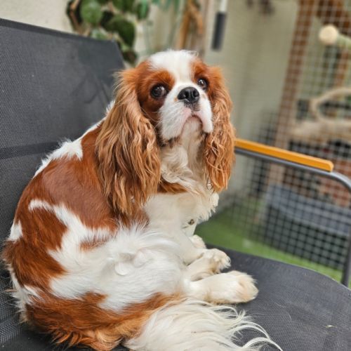 Magnifique cavalier king charles entier lof #2