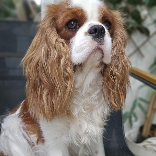 Magnifique cavalier king charles entier lof #0