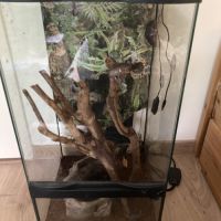 Vente de trois rainettes de withes plus terrarium #2