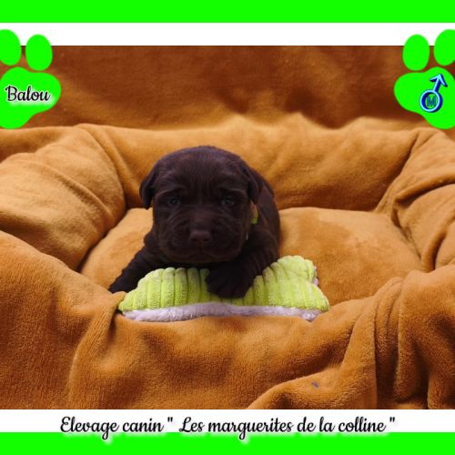 Chiots labradors retrievers chocolats à réserver. #1