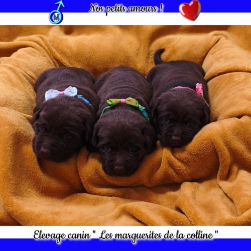 Chiots labradors retrievers chocolats à réserver.