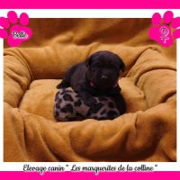 Chiots labradors retrievers chocolats à réserver. #2