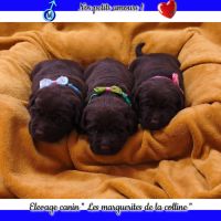 Chiots labradors retrievers chocolats à réserver. #0
