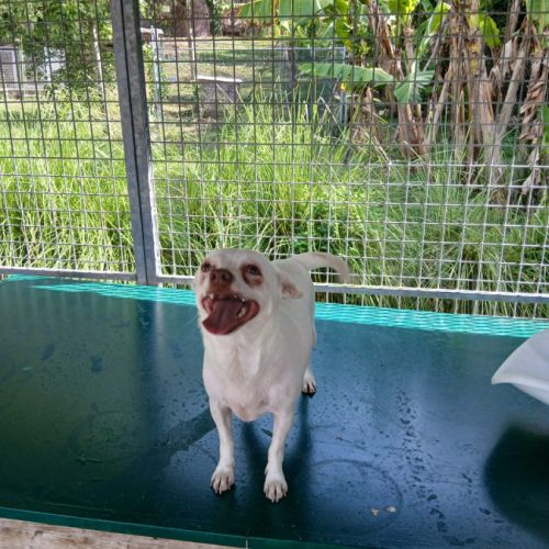 Tweety se trouve dans un refuge en guadeloupe #1