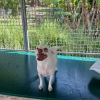 Tweety se trouve dans un refuge en guadeloupe #1