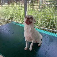 Tweety se trouve dans un refuge en guadeloupe #0