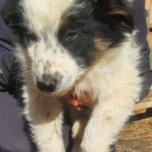 Chiots borders collie toutes couleurs