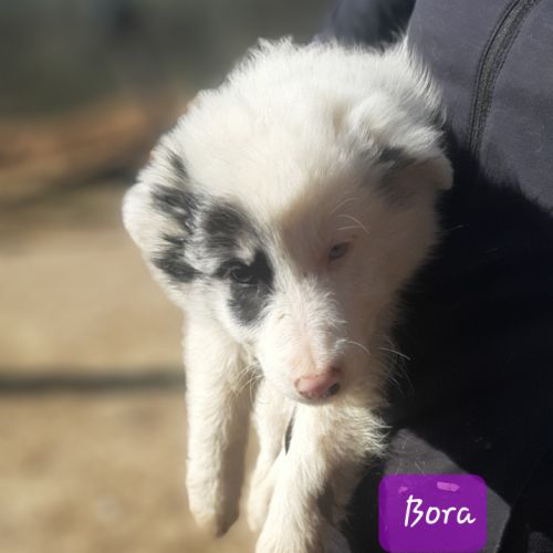 Chiots borders collie toutes couleurs #2