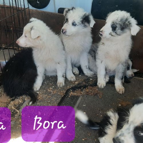 Chiots borders collie toutes couleurs #3