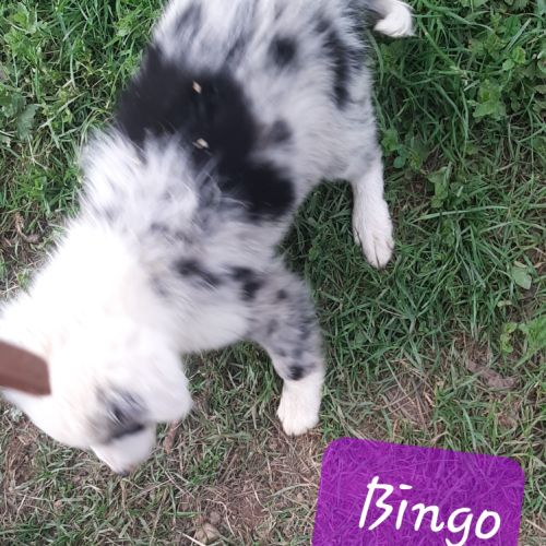 Chiots borders collie toutes couleurs #4