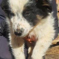 Chiots borders collie toutes couleurs #0