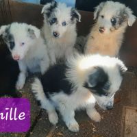 Chiots borders collie toutes couleurs #5