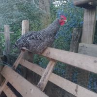 Coq coucou de rennes #0