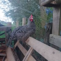 Coq coucou de rennes #2