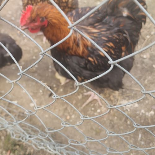 Coq orpington #2