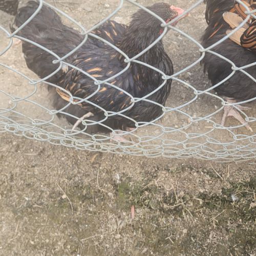 Coq orpington #5