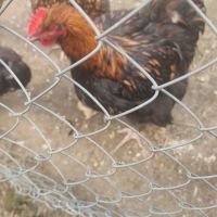 Coq orpington #2