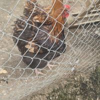 Coq orpington #3