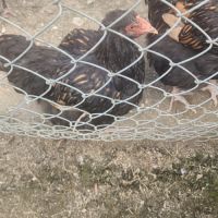 Coq orpington #4