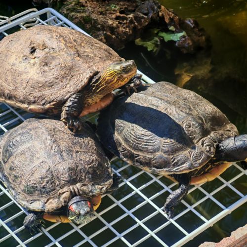 Adopte tortue aquatique 93