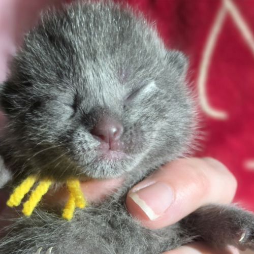 Chartreux chatons #1