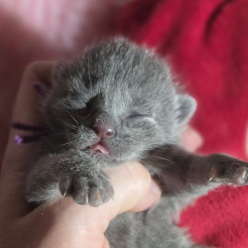 Chartreux chatons
