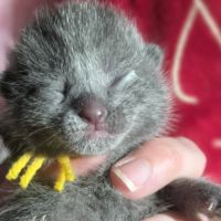 Chartreux chatons #1