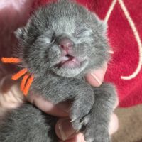 Chartreux chatons #2