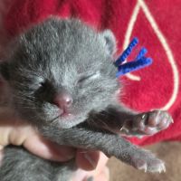 Chartreux chatons #3