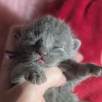 Chartreux chatons