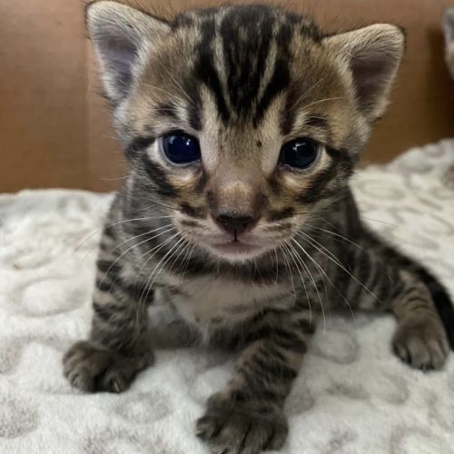 Chaton bengal loof #1