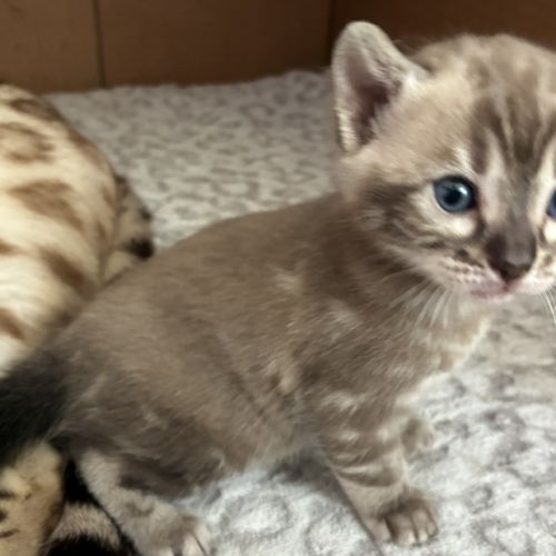Chaton bengal loof #3