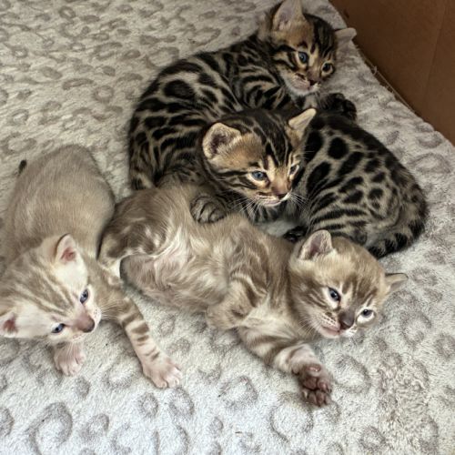 Chaton bengal loof #0