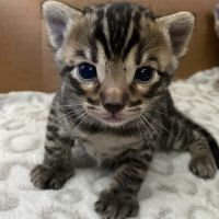 Chaton bengal loof #1