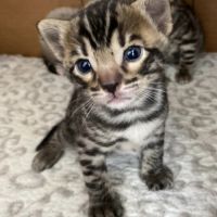 Chaton bengal loof #2