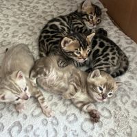 Chaton bengal loof