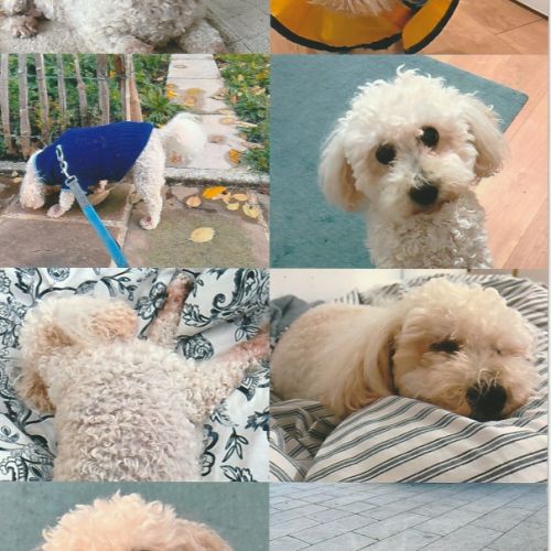 Don de caniche - 11 ans
