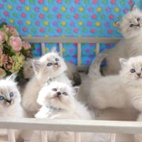 Suberbes chatons siberiens loof pedigree hypoaller