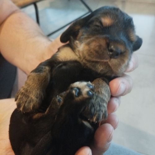 Chiot cocker noir et feu !