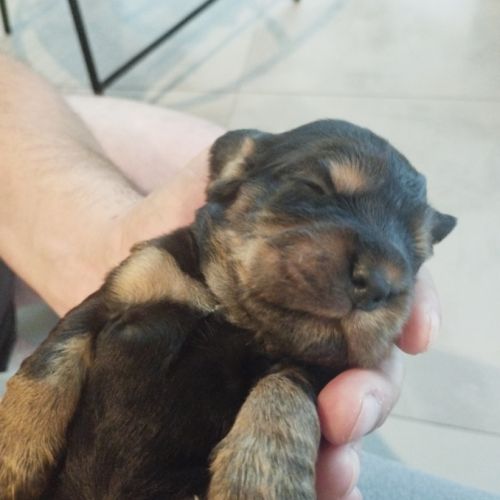 Chiot cocker noir et feu ! #3
