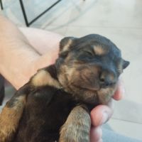 Chiot cocker noir et feu ! #3