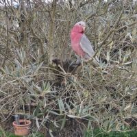 Cacatoès rosalbin #2