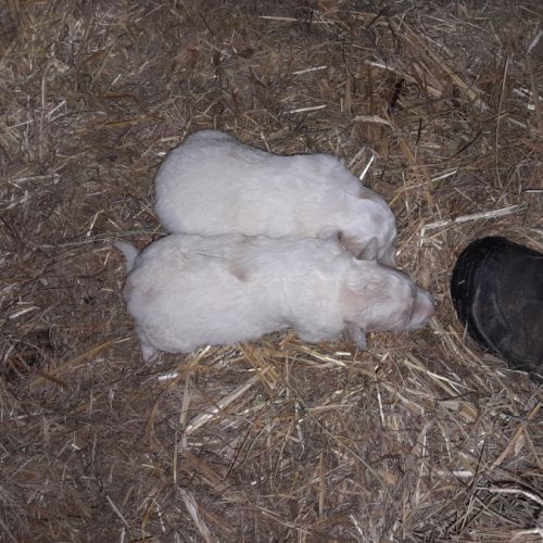 Vend chiots patou #1