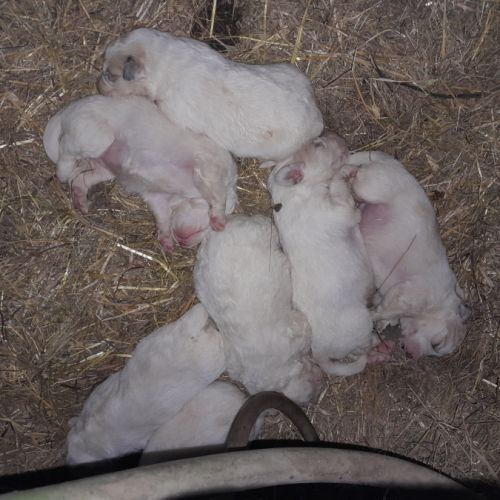 Vend chiots patou