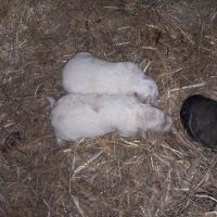 Vend chiots patou #1