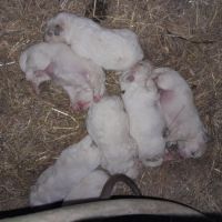 Vend chiots patou